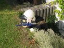 Gotcha Schaf in Stellung 2.JPG
